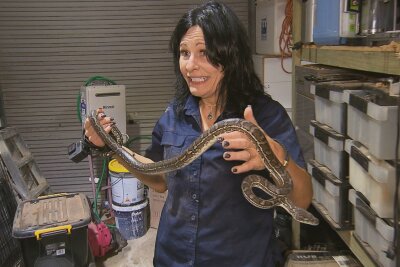 "Schlangenfängerin" Julia Baker im Interview: "Ich habe meine erste Schlange noch im Kühlschrank" - Nicht nur Julia Baker steht gerne im Mittelpunkt - auch die Schlange scheint die Aufmerksamkeit des Kamerateams zu genießen, so elegant wie sie sich windet.