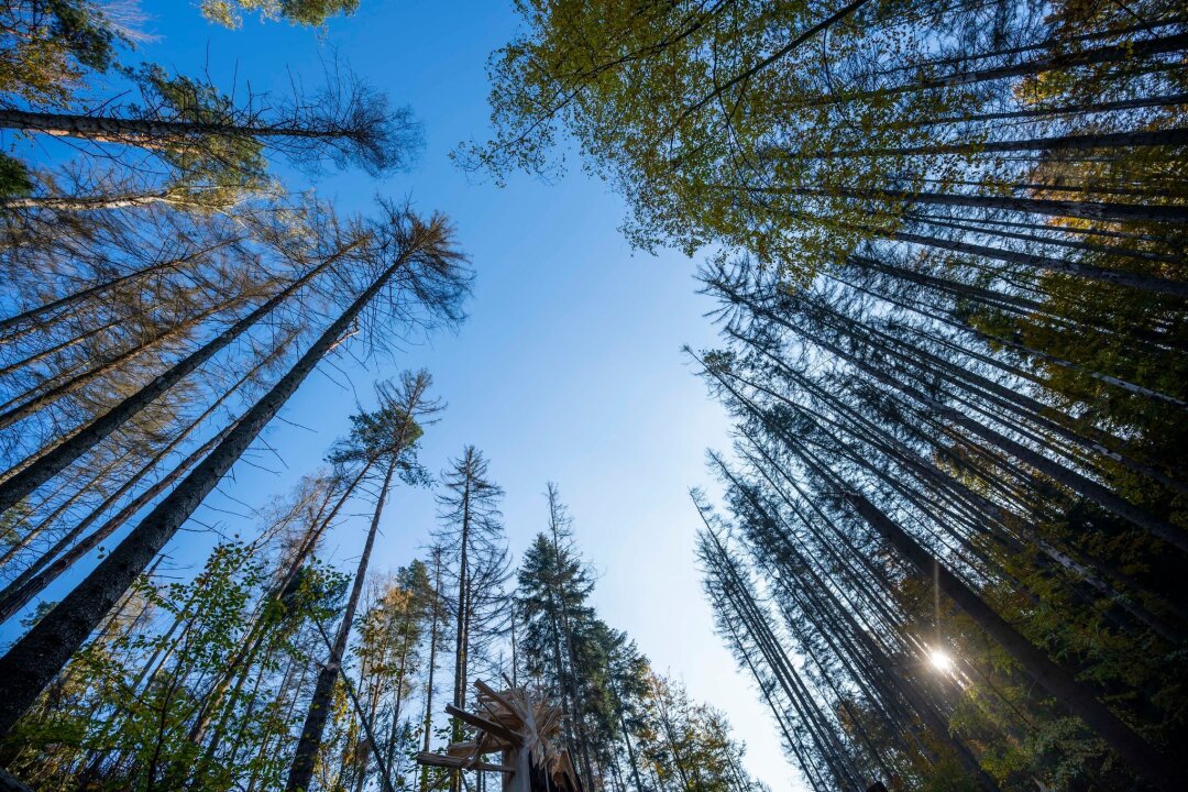 Waldbrandgefahr in Sachsen deutlich gesunken - Die Bäume eines Mischwaldes sind im Nationalpark Sächsische Schweiz zu sehen.