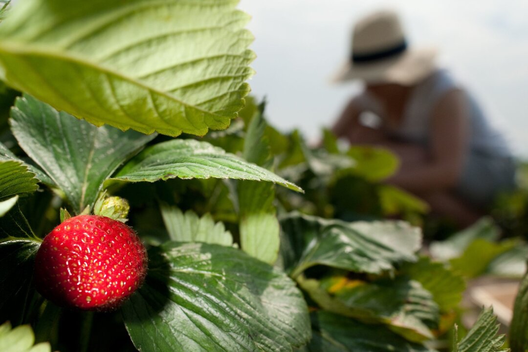 10 Dinge, die Sie für den Anbau von Erdbeeren wissen müssen - Mit etwas Gärtner-Wissen gedeihen die Erdbeeren bei Ihnen ebenso prachtvoll.