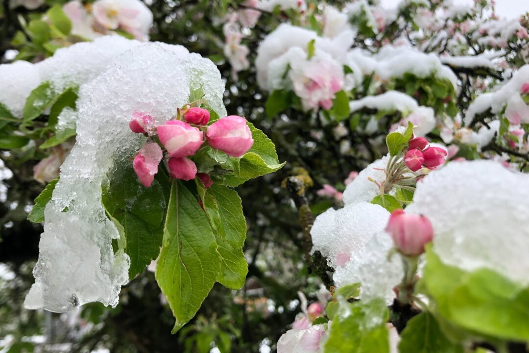 Auch heute Schnee und Glätte - vor allem im Süden - Der April macht, was er will: Die Blüten eines Apfelbaums sind mit Schnee bedeckt.