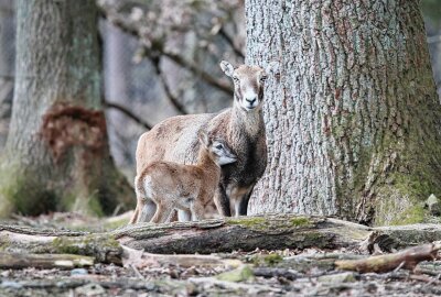 Babyglück und mehr: Tierischer Muttertag im Chemnitzer Tierpark - Auch die Mufflons im Wildgatter haben Nachwuchs bekommen. Foto. Jan Klösters