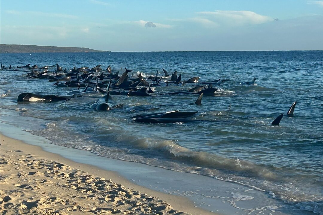 Bis zu 160 Grindwale in Westaustralien gestrandet - Aufnahmen zeigen eine Massenstrandung von Walen in Toby's Inlet in Westaustralien.