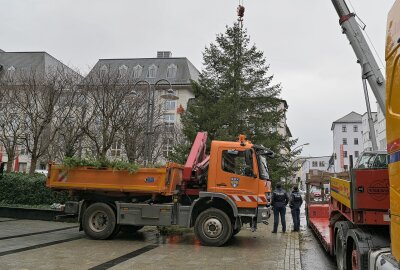 Bote der Adventszeit: Baum in Aue steht - Der Weihnachtsbaum am Altmarkt in Aue ist heute aufgestellt worden. Foto: Ramona Schwabe
