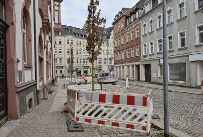 Deshalb gibt es in Aue aktuell mehrere Sperrungen - Auf der Lessingstraße vom Rathaus werden derzeit Säuleneichen gepflanzt. Foto: Ralf Wendland