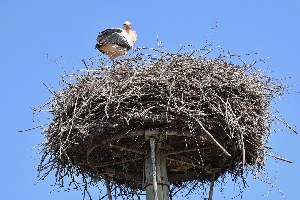 Die Zeit der Störche hat in Mittelsachsen begonnen - In Penna haben sich schon wieder die Störche ihr Nest eingerichtet und brüten abwechselnd. Foto: Andrea Funke