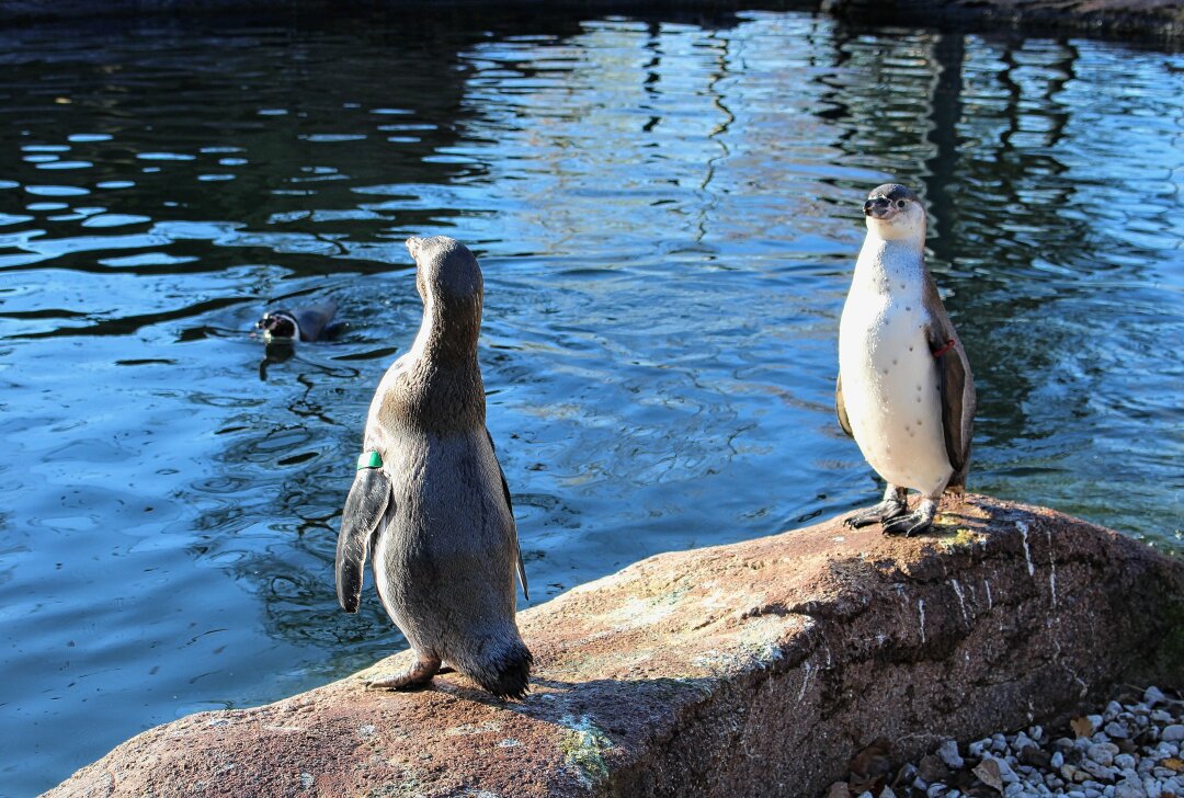 Ein Kommen und Gehen: Tierische Wechselspiele im Limbacher Amerika-Tierpark - In Pinguinland gibt es schon bald auch die Jungvögel zu sehen.Foto: A.Büchner