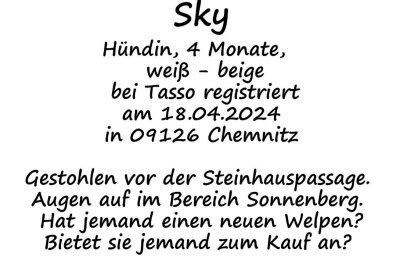 Familie in Sorge: Wo ist Hündin Sky? - Vermisster Hund in Chemnitz: Familie bittet um Mithilfe. Es ist ein Husky - Windhund - Mischling.