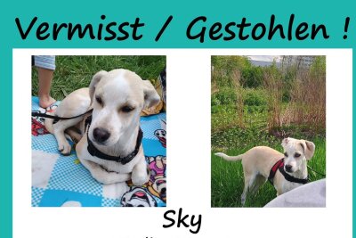 Familie in Sorge: Wo ist Hündin Sky? - Vermisster Hund in Chemnitz: Familie bittet um Mithilfe.  Es ist ein Husky - Windhund - Mischling.