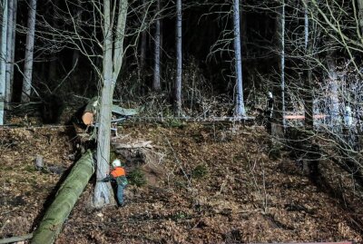 Feuerwehr verhindert Unglück in Aue: Baum war in Schieflage - Der andere Baum musste mittels Seilwinde auf die Seite gezogen werden. Foto: Niko Mutschmann