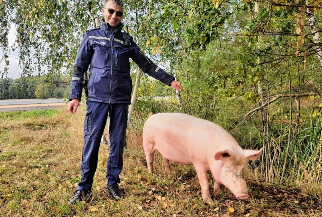 Hausschwein on Tour: Borstenvieh leistet Bauarbeiter Gesellschaft - Das Hausschwein konnte erfolgreich gefangen werden. Foto: Polizeidirektion Görlitz
