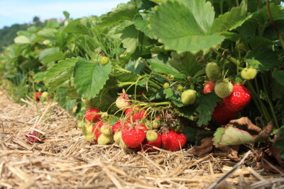 Hier findet ihr die Erdbeerfelder in Chemnitz und Umgebung - Erdbeeren selber pflücken ist vor allem mit der ganzen Familie ein Spaß.