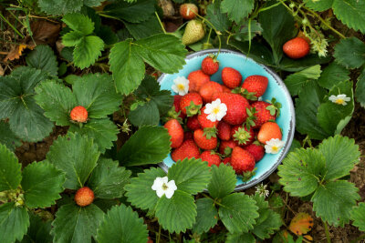 Hier findet ihr die Erdbeerfelder in Chemnitz und Umgebung - Erdbeeren selber pflücken ist vor allem mit der ganzen Familie ein Spaß.