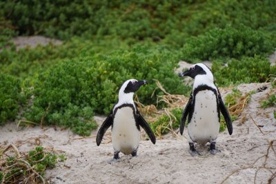 Unter den Pinguinarten lassen sich gleichgeschlechtliche Beziehungen gut beobachten. Symbolbild. Foto: pixabay