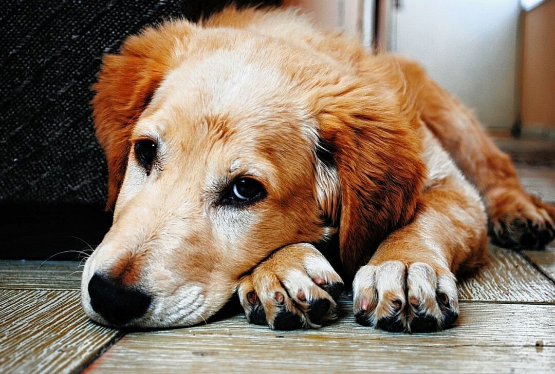 Hundebesitzer aufgepasst: Rasierklingen-Köder in Werdau gefunden - Hundebesitzer findet Rasierklinge in Gartenanlage. Symbolbild. Foto: Pixabay/Pexels