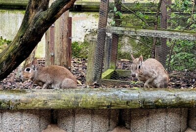 Im Auer Zoo der Minis sind die Zwergmaras zuhause - Im Auer Zoo der Minis sind auch Zwergmaras zuhause. Foto: Ralf Wendland