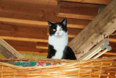 Katzenhilfsverein sieht kein Licht am Tunnelende: Kastrationspflicht gefordert - Jedes Tier hat sein eigenes Schicksal, im Katzenhaus bekommen sie Futter und viel Liebe. Foto: Simone Zeh
