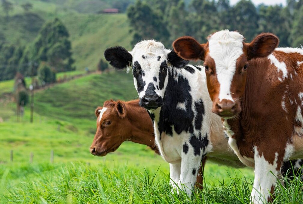 Kurioser Besuch: Zwei Kühe erkunden fremde Grundstücke - Zwei junge Bullen erkunden die Welt. Symbolbild: pixabay