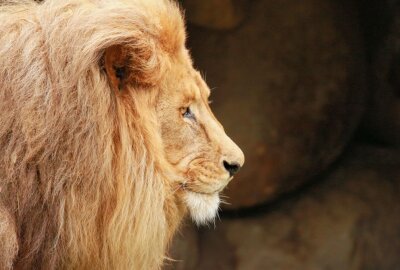 Nach Versetzung von Jörg Gräser: Debatte um im Zoo geschlachtete Tiere klingt nicht ab - Die Löwen im Leipziger Zoo spielen seit Wochen in den Medien eine große Rolle. Foto: A.Büchner