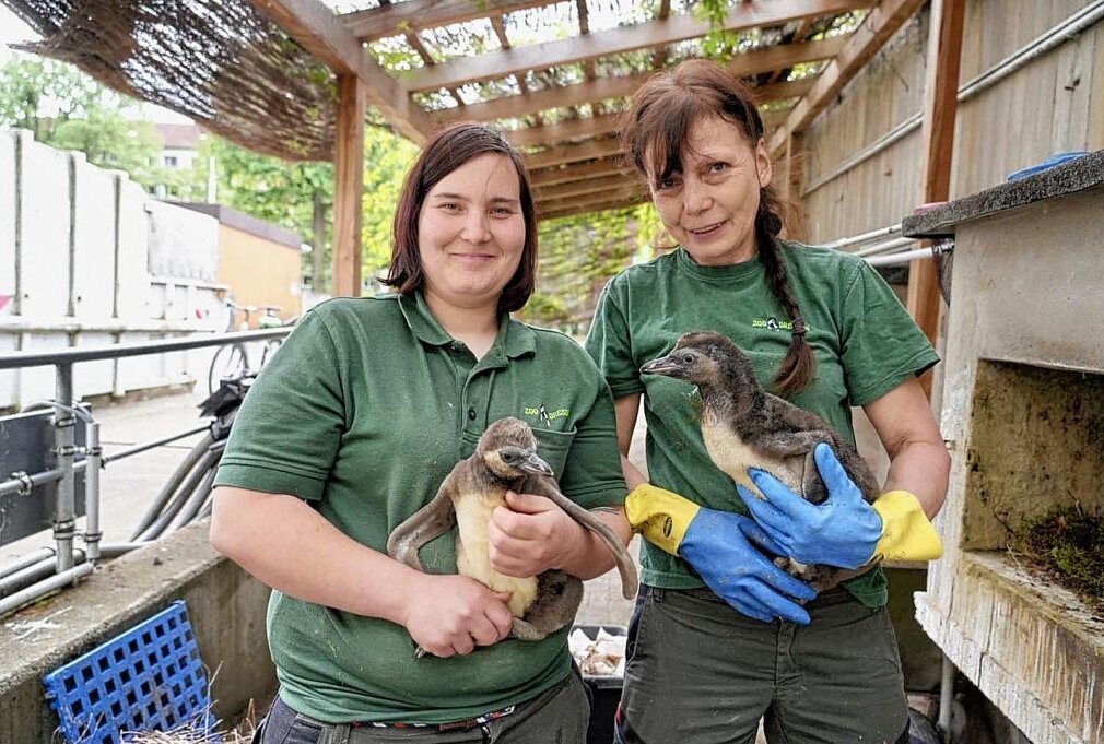 Nachwuchs im Dresdner Zoo: Vier Pinguine geschlüpft - Der Zoo Dresden darf sich über Nachwuchs freuen. Foto: xcitepress/Benedict Bartsch.