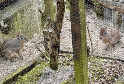 Osterhase der ganz besonderen Art ist im Zoo der Minis Aue angekommen - Im Auer Zoo der Minis leben auch Zwergmaras. Foto: Ralf Wendland