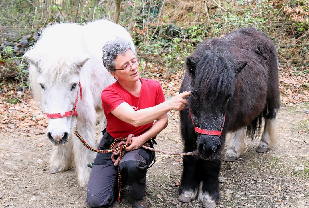 Pferdelady kämpft um ihre Tiere - Marielle Füssel und ihre Shetlandponys im Ruhestand Dany und Tanja (v.l.). Foto: Ilka Ruck