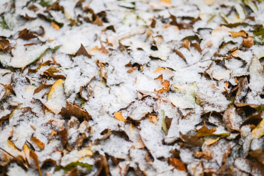 Sachsen bleibt regnerisch - In höheren Lagen schneit es - Laubblätter sind mit Schnee bedeckt.