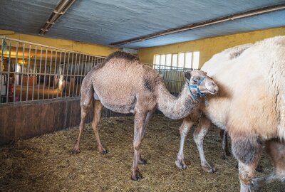 Seltenes Tierwunder zu Ostern: Tulu-Hybrid-Baby in Erlebnispark geboren - Die Dromedardame Fatima in hochträchtigem Zustand. Foto: David Breidert