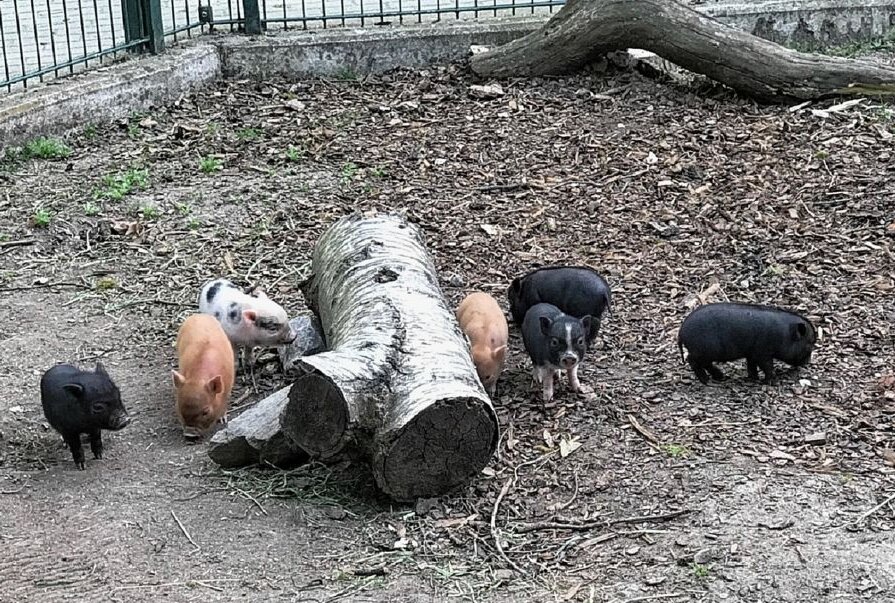 "Sieben auf einen Streich": Minischweine im Tierpark Chemnitz geboren - Die Minischweine im Bauernhof-Gehege haben siebenfachen Nachwuchs bekommen. Foto: Dr. Anja Dube