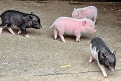 Siebenfacher Nachwuchs bei den Minischweinen in Aue - Im Auer Zoo der Minis gibt es Nachwuchs bei den Minischweinen. Foto: Ralf Wendland