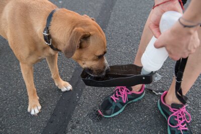 So gelingt Laufen mit Kindern und Hund - Zum Joggen mitnehmen: Hunde müssen auf weiteren Strecken trinken.