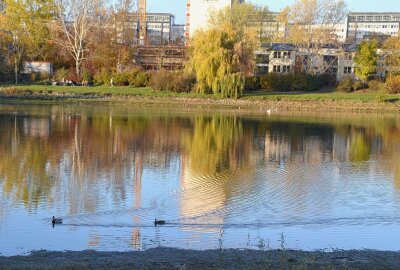 Tierquälerei in Leipzig: Ente mit Plastik flugunfähig gemacht - Am Silbersee in Leipzig-Lößnig wurde eine Ente misshandelt. Archivbild: Anke Brod