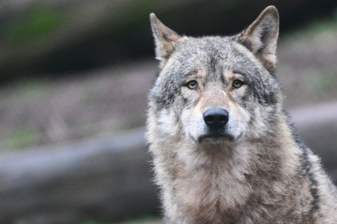Umgang mit Wölfen wird zum Wahlkampfthema - Ein Wolf läuft auf Futter wartend durch ein Gehege im Tierpark Wildparadies Tripsdrill.