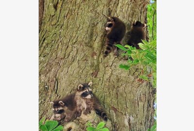 Waschbären-Alarm: Tierisch was los rings um den Schloßteich - Derzeit tummelt sich eine Waschbärenfamilie rings um den Schloßteich herum. Foto: Steffi Hofmann