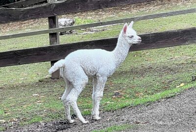 Weiteres Alpaka-Baby im Auer Zoo der Minis - Wenige Tage vor "Giotto" ist der schneeweiße "Raffaello" geboren worden im Auer Zoo der Minis. Foto: Ralf Wendland