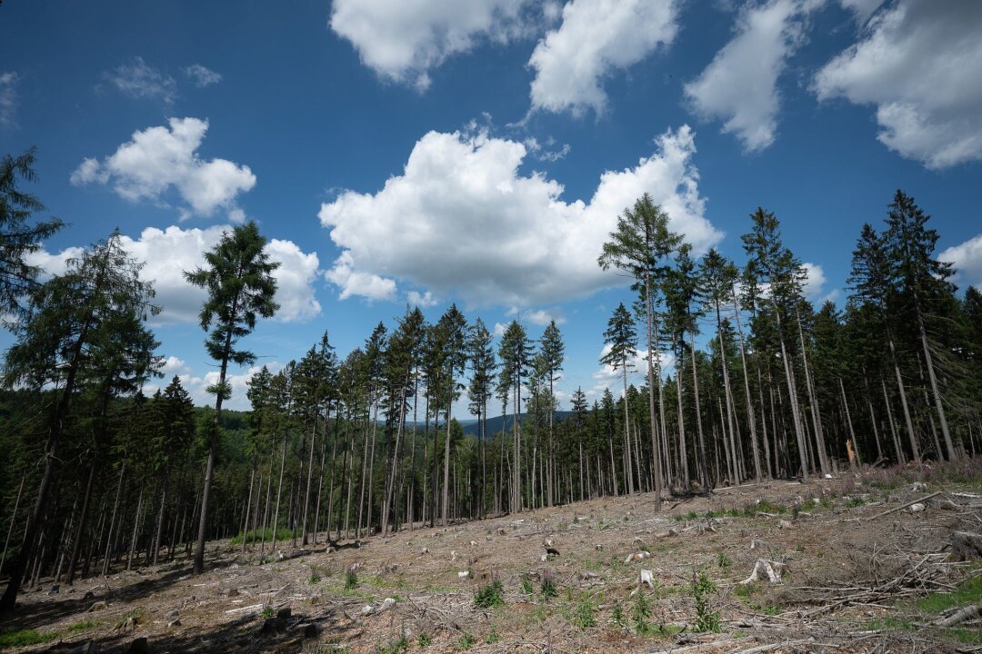 Weltwirtschaft droht durch Klimafolgen stark zu schrumpfen - Trockene Bäume liegen in einer kahlen Stelle im Wald. Die Weltwirtschaft droht einer Studie zufolge durch Klimafolgen stark zu schrumpfen.