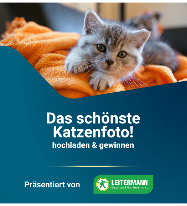 Das schönste Katzenfoto auf BLICK.de!