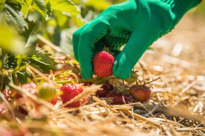 10 Dinge, die Sie für den Anbau von Erdbeeren wissen müssen - Erdbeeren sind empfindlich - Vorsicht bei der Ernte.