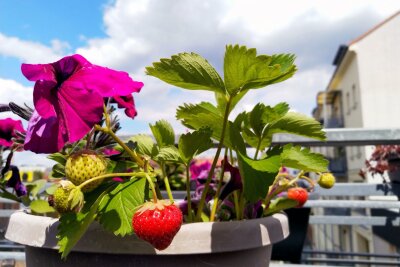 10 Dinge, die Sie für den Anbau von Erdbeeren wissen müssen - Der Erdbeeranbau gelingt auch auf der Terrasse oder auf dem Balkon.