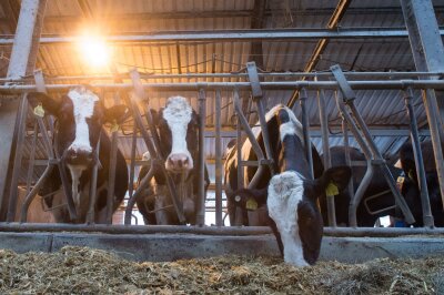 10 Dinge, die Sie über Käse wissen sollten - Eine Hochleistungskuh der Rasse Deutsche Holstein kann eine Milchleistung von 10.000 Kilo im Jahr erbringen.