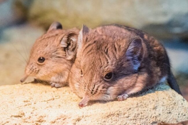 10 süße Tierbabys aus der Region - Im Zoo der Minis in Aue kamen am 22. September 2018 zwei Kurzohrrüsselspringerbabys zur Welt.
