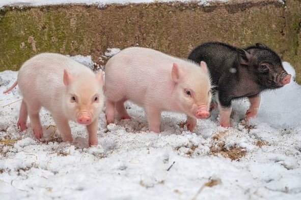10 süße Tierbabys aus der Region - Drei kleine Babyschweine im Zoo der Minis Aue.