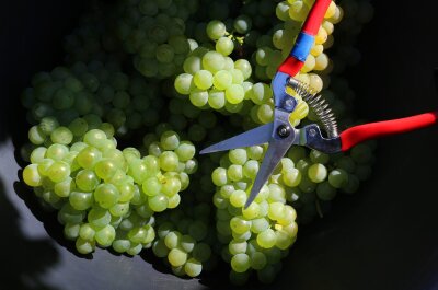 11 Punkte, die Sie sofort zum Wein-Experten machen - Je länger die Weintrauben der Sonne ausgesetzt sind, desto höher ist ihre Süße bei der Ernte.