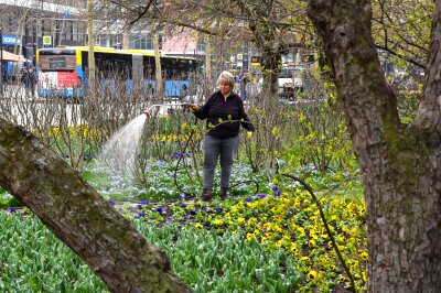 12.000 Frühblüher für die Chemnitzer City - Eine Mitarbeiterin des Grünflächenamtes wässert die ersten eingesetzten Pflanzen.