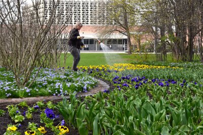 12.000 Frühblüher für die Chemnitzer City - Eine Mitarbeiterin des Grünflächenamtes wässert die ersten eingesetzten Pflanzen.
