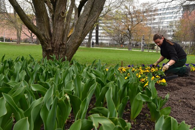 Neben Stiefmütterchen werden bald Tulpen am Stadthallenpark blühen.