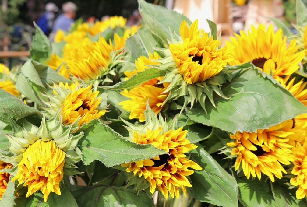 Das Sonnenblumenfest wird von der sächsischen Krebsgesellschaft veranstaltet. Foto: Ludmila Thiele
