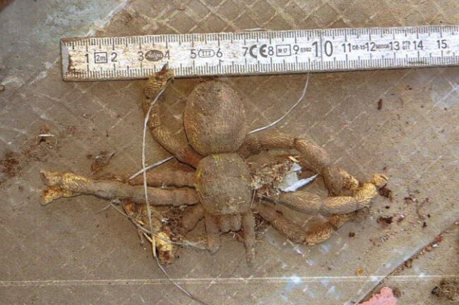 Diese Riesen-Spinne wurde heute in Limbach-Oberfrohna gefunden.