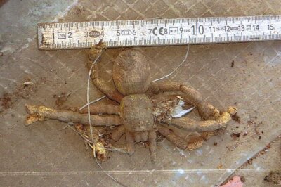 13 Zentimeter: Bauarbeiter entdecken Riesen-Spinne - Diese Riesen-Spinne wurde heute in Limbach-Oberfrohna gefunden.