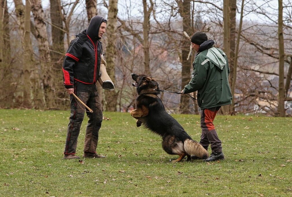 15 Deutsche Schäferhunde bei Talentsichtung vorgestellt - Bronko stellt sich der Talentsichtung mit Angreifer Peter Kaspereit (l.). Foto: Katja Lippmann-Wagner