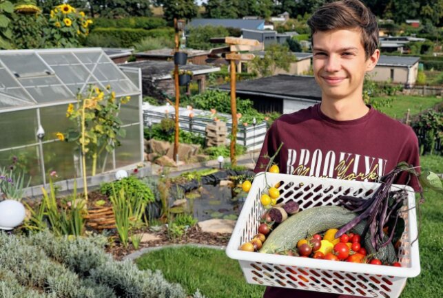 18-Jähriger Hobbygärtner blüht in seinem Reich auf - Nick Winkler hat in diesem Jahr 15 verschiedene Tomatensorten angebaut. Foto: Andrea Funke